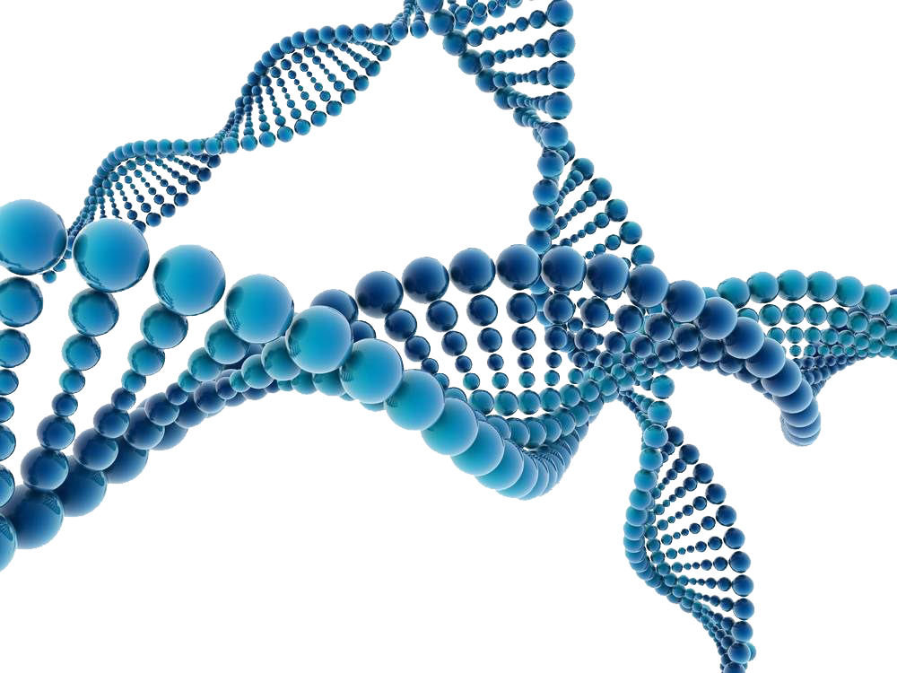 Illustration of a DNA double helix